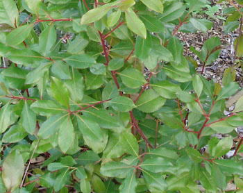 наркотик кат