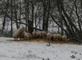 Lammaste paaritamine karjamaal. Texeli jr ja eesti valgepealised uted (A. Tnavots)