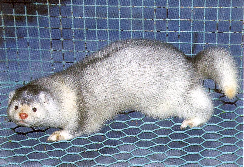 Ristmingi (<i>Cross</i>) geeni (SS, Ss) kombineerimisel kahe halli mutandiga, aleuudi (<i>Aleutian</i>) (aa) ja hbesinimingiga (<i>Silverblue</i>) (pp), saadakse ristsafiirmink (<i>Sapphire Cross</i>). (Beautiful fur..., 1988). (Beautiful fur..., 1988)