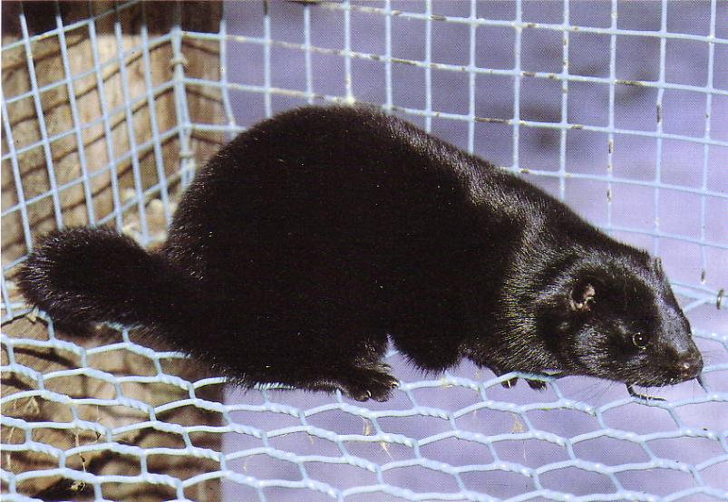 Standardmink (Beautiful fur..., 1988)