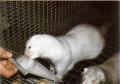 Pastellhbesinimink, plaatinablond mink (Pastel Silverblue, Pastel Silver) (bbpp). (Beautiful fur..., 1988)