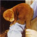 Pikese e punane merevaikmink (Wild Glow mink, Danish Red mink) (r<sup>d</sup>r<sup>d</sup>). (Beautiful fur..., 1988)