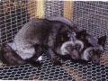 Alaska hberebane (Alaskan silver fox) (aaBB). (Beautiful fur..., 1988)