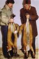 Kuldrebane, suitsjaspunane rebane (Gold fox / Smoky red) (AABb) ja punarebane (<i>Vulpes vulpes L)</i>. (Beautiful fur..., 1988)