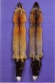 Kuldrebane, suitsjaspunane rebane (Gold fox / Smoky red) (AABb). (Beautiful fur..., 1988)