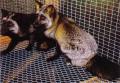 Hberebane (Silver fox) (AAbb) ning tumeda selja ja hbedaste karvadega hberistrebane (Silver cross fox / Blended cross) (AaBb). (Beautiful fur..., 1988)
