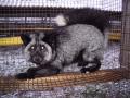 Standardhberebane (Standard silver fox) (AAbb). (Beautiful fur..., 1988)