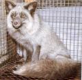 Prlrebane (Pearl fox) (AAbbpp). (Beautiful fur..., 1988)