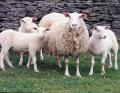 Briti friisi (British Milk Sheep (British Sheep 8th edition)