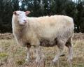 Saksa ida-friisi piimalammas (Deutsches Friesisches Milchschaf) (Rare and Minority Breeds of Livestock in New Zealand)