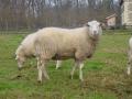 Flaami piimalammas (Flemish Sheep) (Veepeiler-Varken)